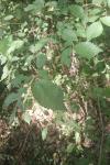 Ulmus minor