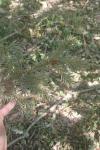 Picea abies