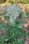 Heracleum sphondylium