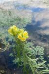 Linaria vulgaris