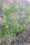 Erigeron canadensis