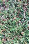 Polygonum aviculare