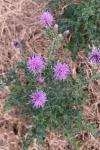 Cirsium arvense