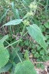 Stachys sylvatica