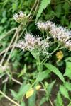 Eupatorium cannabinum