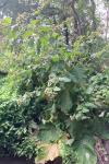 Arctium lappa