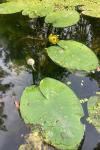 Nuphar lutea