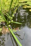 Sparganium emersum