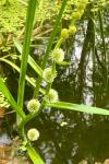 Sparganium emersum