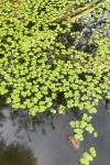 Lemna minor