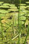 Sagittaria sagittifolia