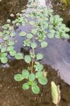 Ludwigia peploides
