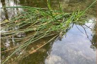 Schoenoplectus lacustris
