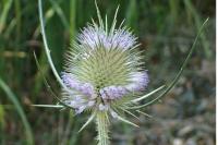 Dipsacus fullonum