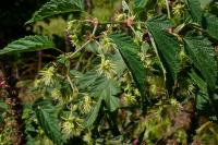 Humulus lupulus