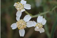Achillea ptarmica