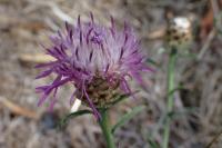 Centaurea decipiens