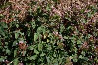 Origanum vulgare
