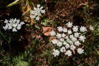 Daucus carota