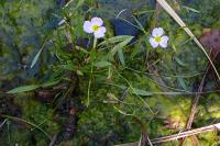 Baldellia repens