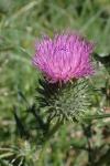Cirsium vulgare