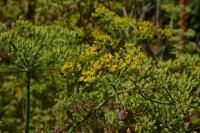Foeniculum vulgare