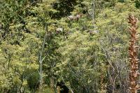 Foeniculum vulgare