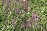 Lythrum salicaria