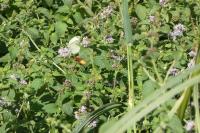 Mentha aquatica