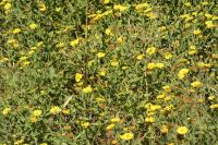 Pulicaria dysenterica