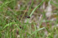 Schoenus nigricans