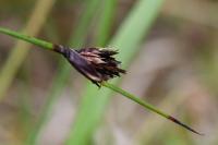 Schoenus nigricans