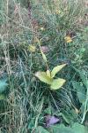 Epipactis helleborine