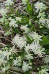 Clematis vitalba