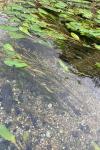 Potamogeton nodosus
