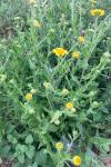 Pulicaria dysenterica