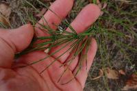 Equisetum arvense