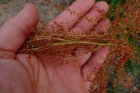 Rumex thyrsiflorus