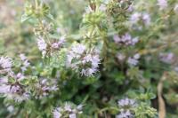 Thymus pulegioides