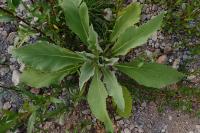 Verbascum thapsus
