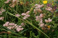Eupatorium cannabinum