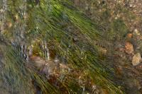 Ranunculus fluitans