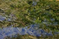 Elodea densa