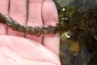 Myriophyllum alterniflorum