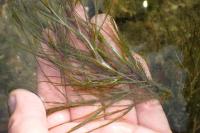 Stuckenia pectinata