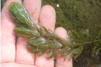 Ceratophyllum demersum