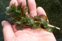 Potamogeton perfoliatus