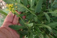 Rapistrum rugosum