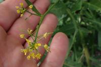 Rapistrum rugosum