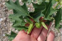 Datura stramonium